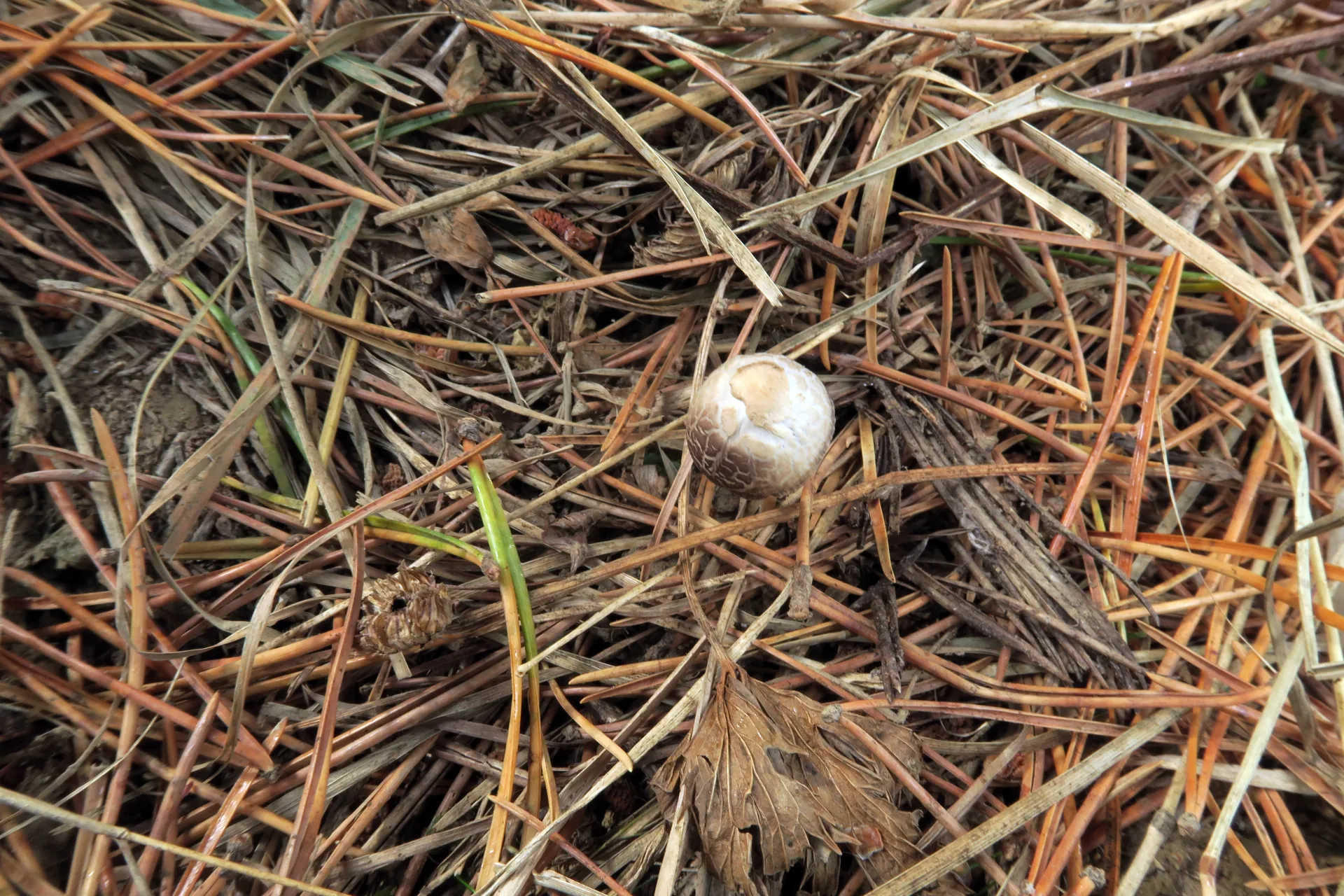 Psathyrella microrhiza - 1  (2)